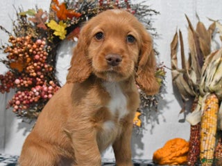 Cocker Spaniel dogs - Ad 6