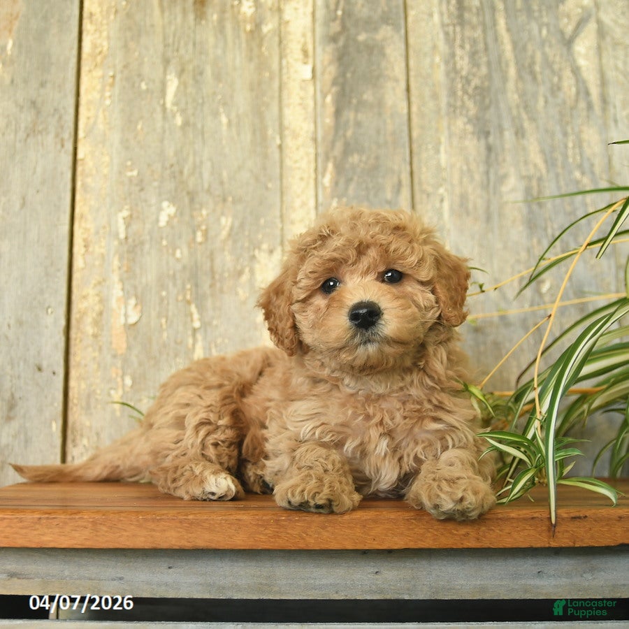 Maltipoo dogs Jewel  - Ad 1