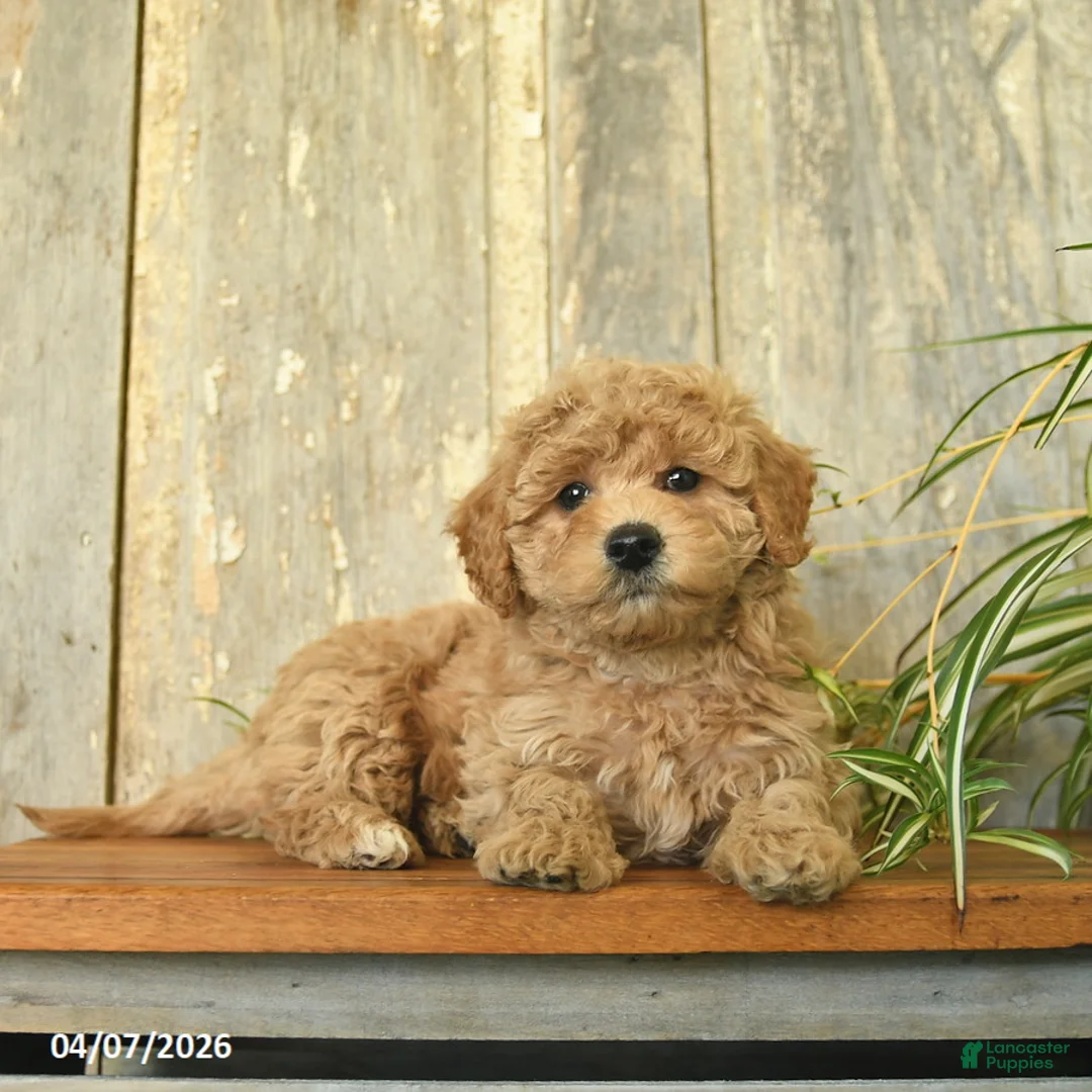 Maltipoo dogs for sale: Jewel  - Ad 1