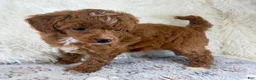 Toy Poodle dogs for sale: Xander - Ad 2