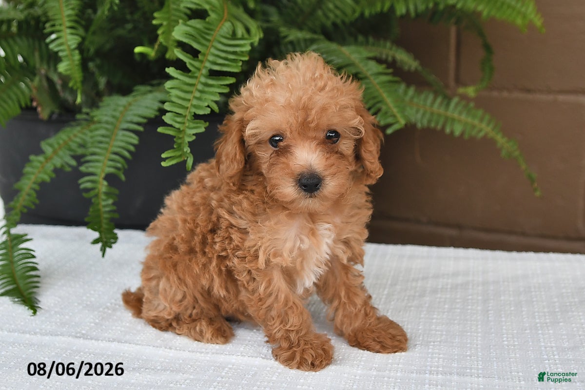 Toy Poodle dogs Dolly - Ad 1