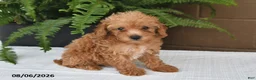 Toy Poodle dogs for sale: Dolly - Ad 1