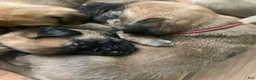 English Mastiff dogs for sale: English Mastiff 6 - Ad 7
