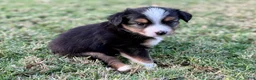 Toy Australian Shepherd dogs for sale: Bowser Jr. - Ad 4