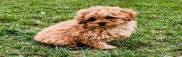Cavapoo dogs for sale: Jake - Ad 1