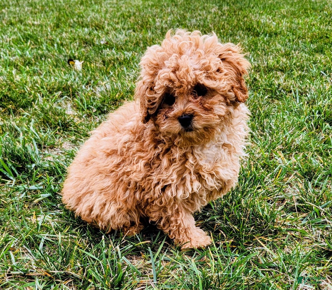 Cavapoo dogs for sale: Jake - Ad 1
