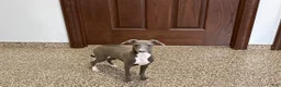 Italian Greyhound dogs for sale: Henry - Ad 4