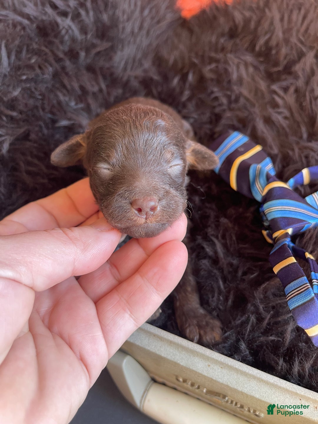 Miniature Poodle dogs for sale: Akc Clear Chocolate Phantom Boy 2 - Ad 18