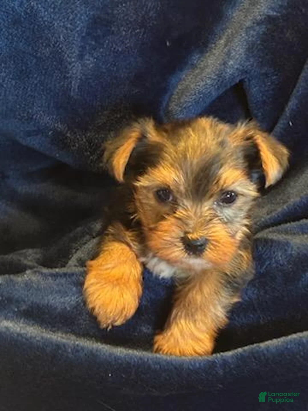 Yorkshire Terrier dogs for sale: Yorkshire Terrier 3 Shiela - Ad 2