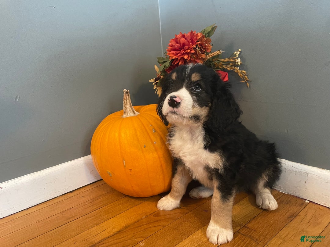 Mixed Breed dogs for sale: Trotter  - Ad 3