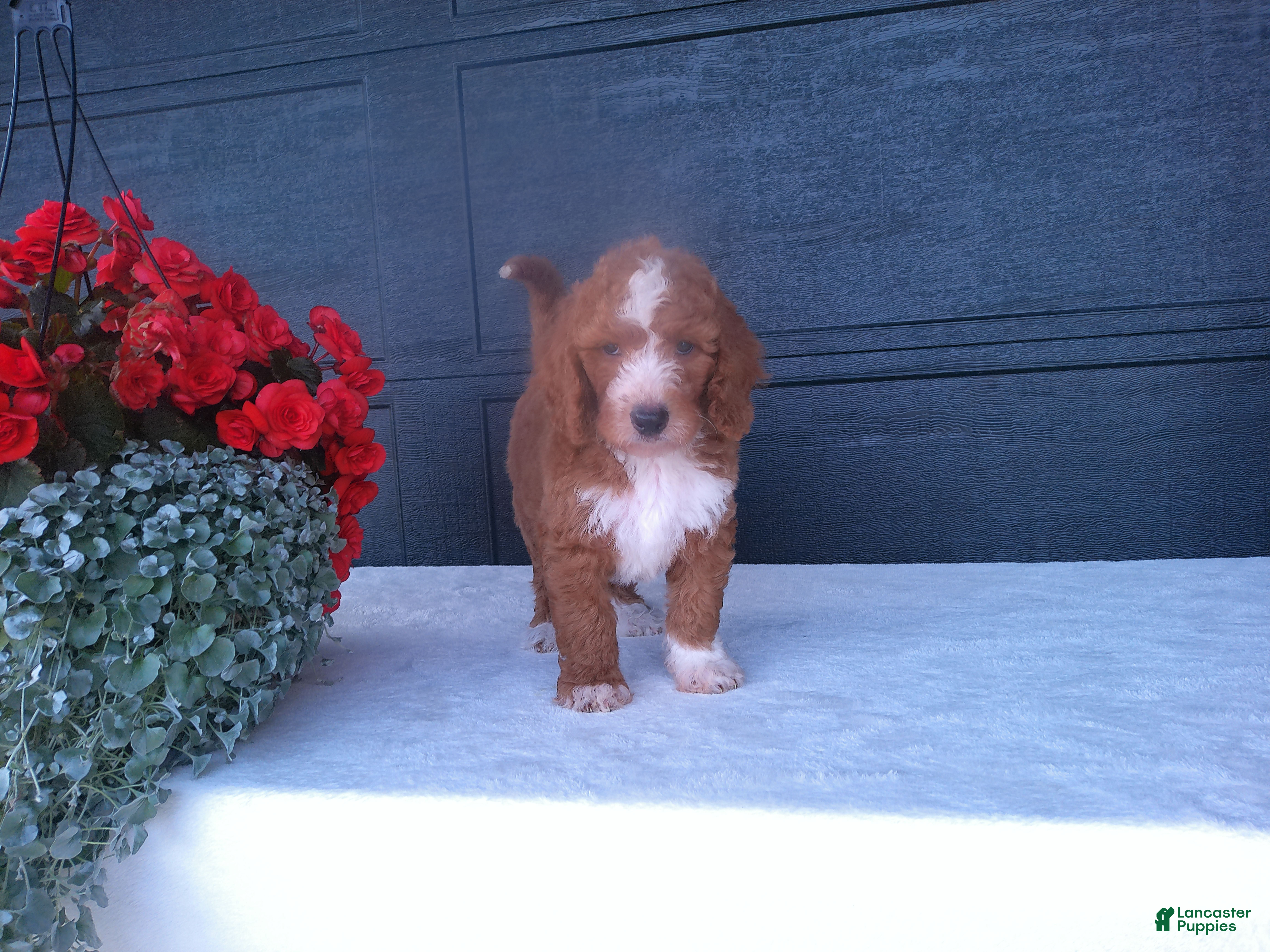 Goldendoodle dogs Chase - Ad 1