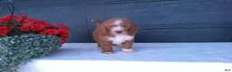 Goldendoodle dogs for sale: Chase - Ad 4