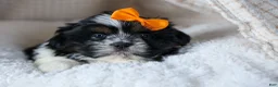 Shih Tzu dogs for sale: HARLEY - Ad 11