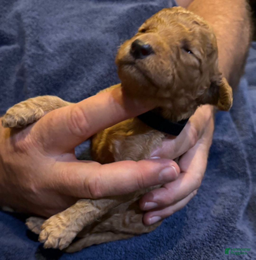 Goldendoodle dogs for sale: W25 Male Black Collar - Ad 1