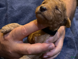 Goldendoodle dogs W25 Male Black Collar - Ad 20