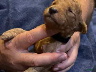 Goldendoodle dogs W25 Male Black Collar - Ad 6