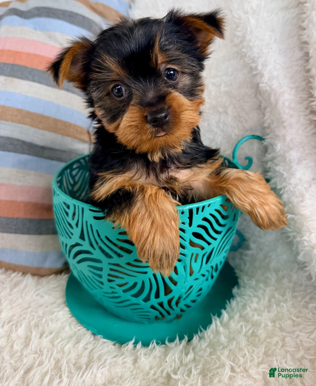 Yorkshire Terrier dogs for sale: Ollie - Ad 1