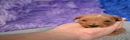 Cavapoo dogs for sale: Cavapoo 6 - Ad 32