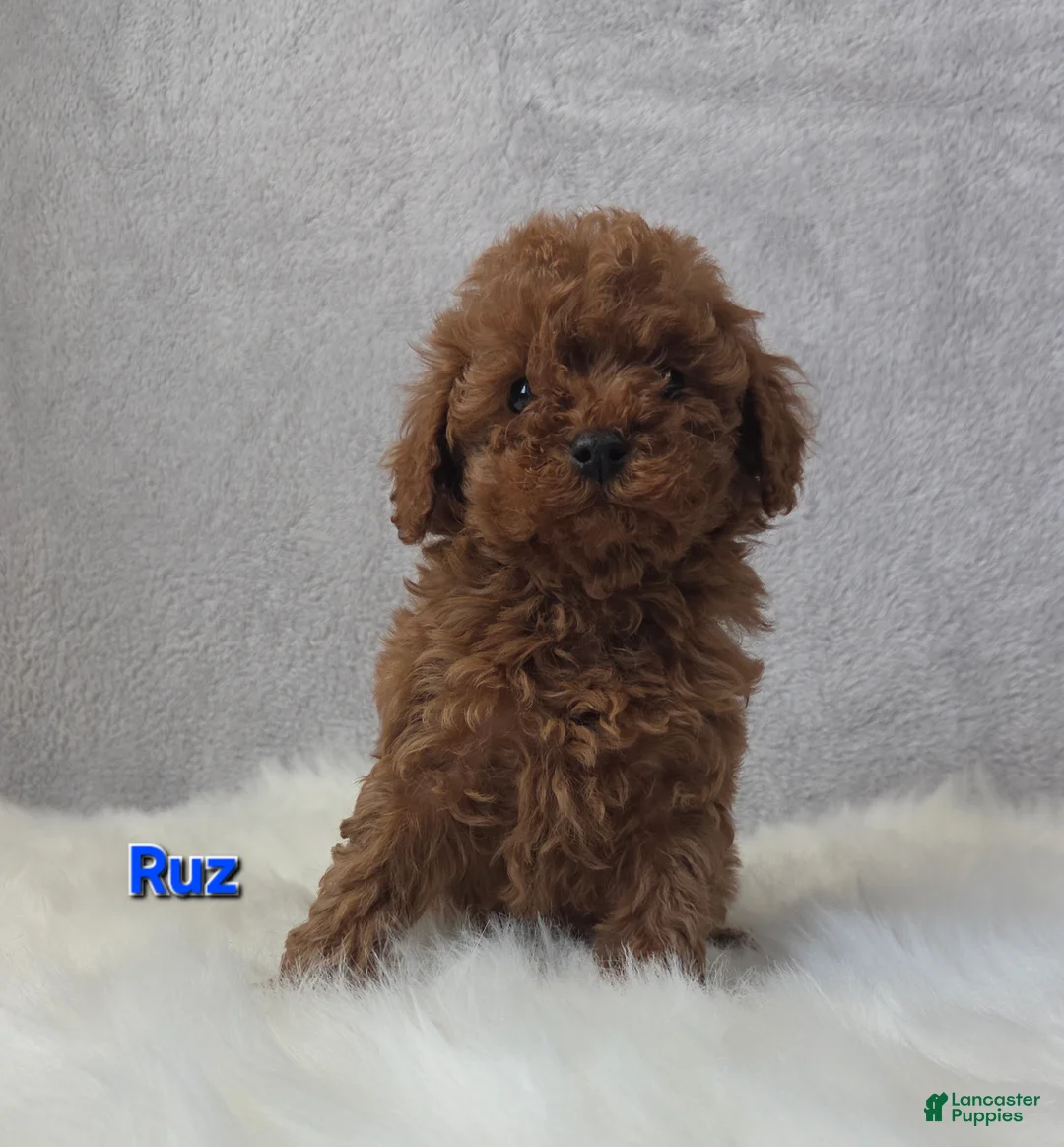 Miniature Poodle dogs for sale: Ruz - Ad 3