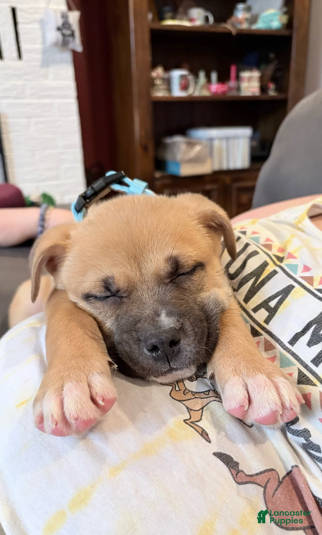 Mixed Breed dogs for sale: Mixed Breed Puppy 1 - Ad 1