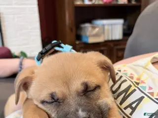 Mixed Breed dogs Mixed Breed Puppy 1 - Ad 30