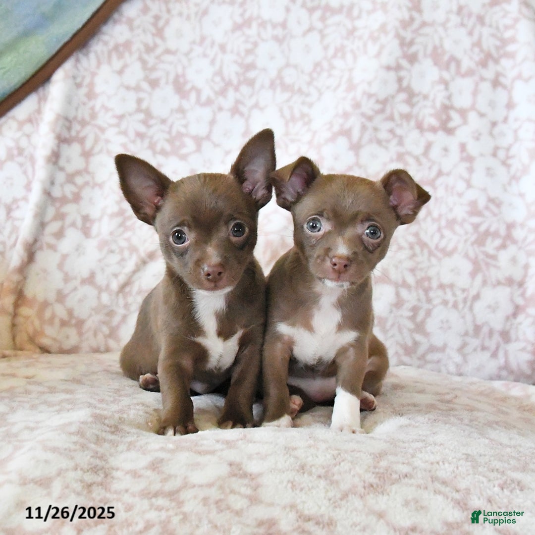 Chihuahua dogs for sale: Moose - Ad 3
