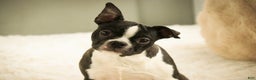 Boston Terrier dogs for sale: Howie - Ad 5