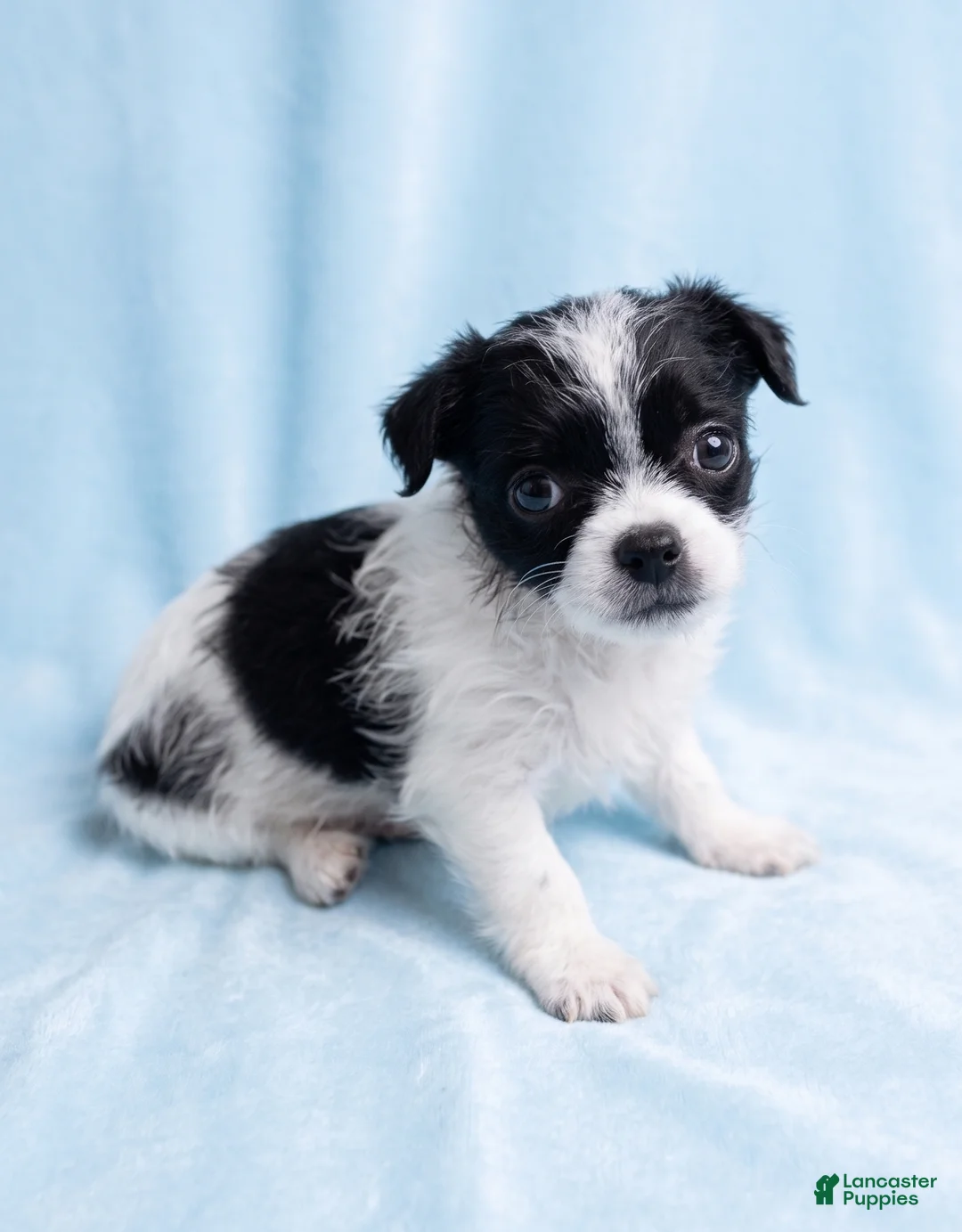 Mixed Breed dogs for sale: Leo - Ad 1