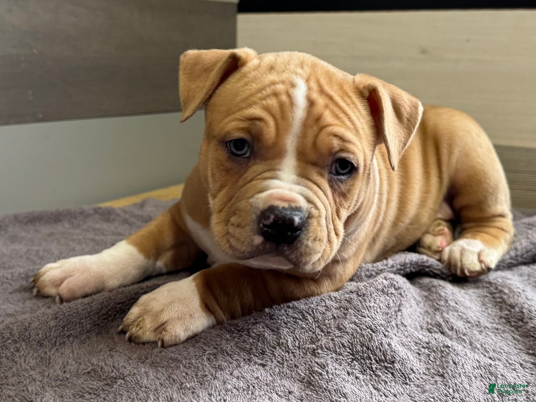 American Bully dogs for sale: Dean - Ad 2