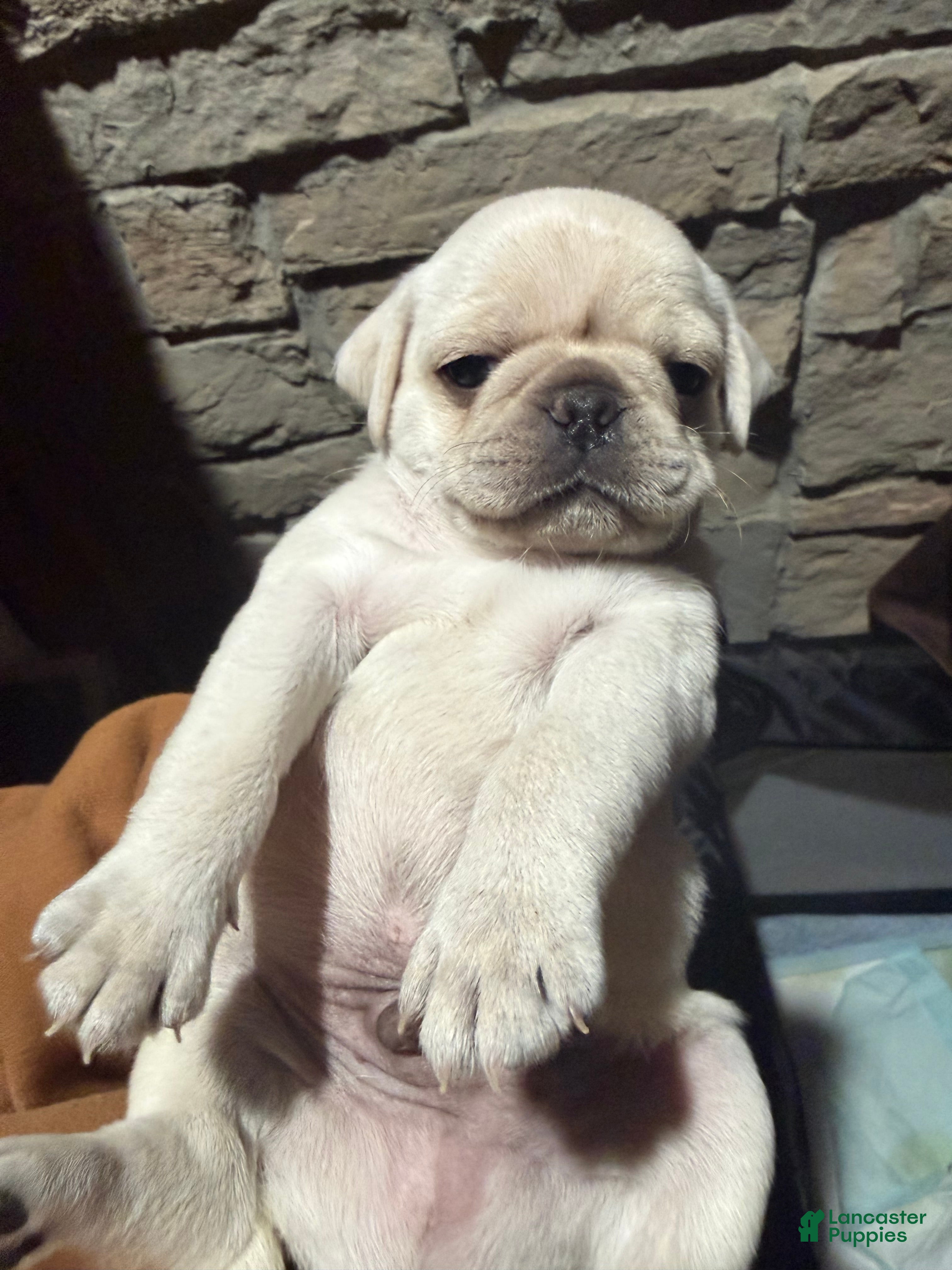 Pug dogs Biscuit  - Ad 32