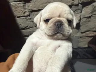 Pug dogs Biscuit - Ad 32