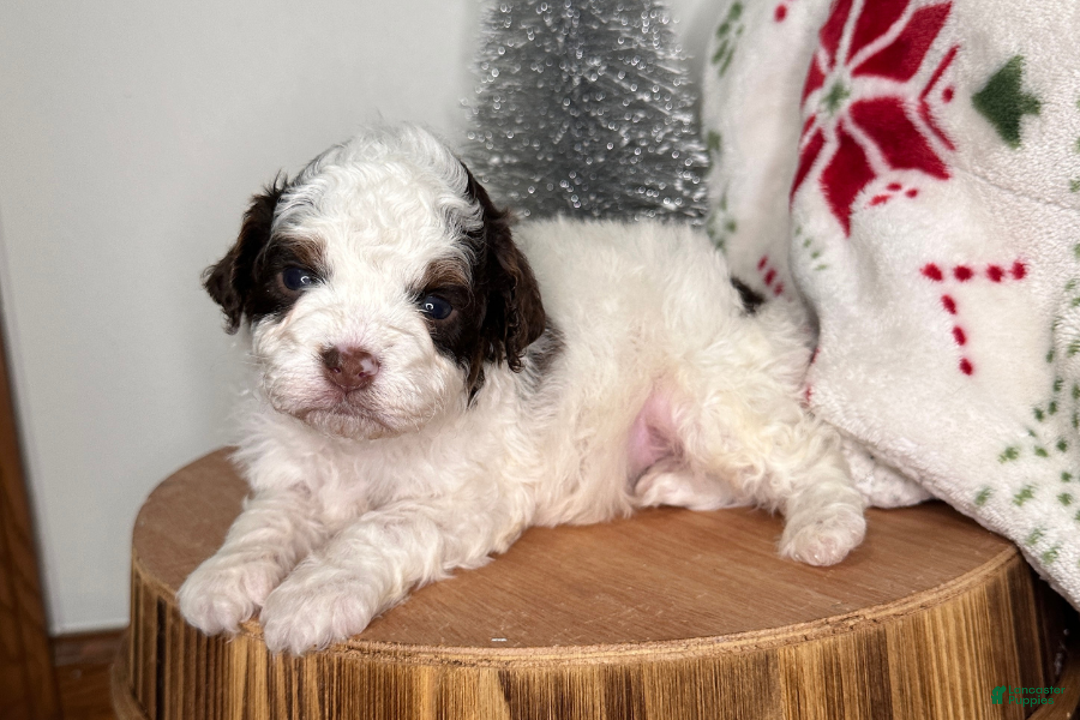 Cavapoo dogs for sale: Comet - Ad 1