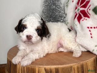 Cavapoo dogs Comet - Ad 7