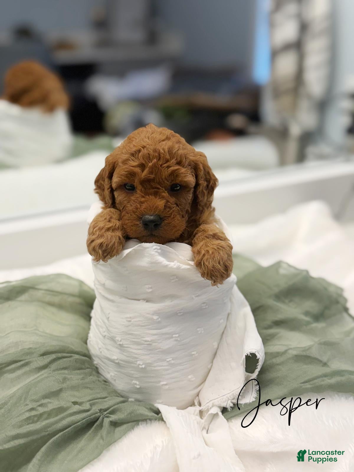 Mini Goldendoodle dogs Jasper - Ad 1