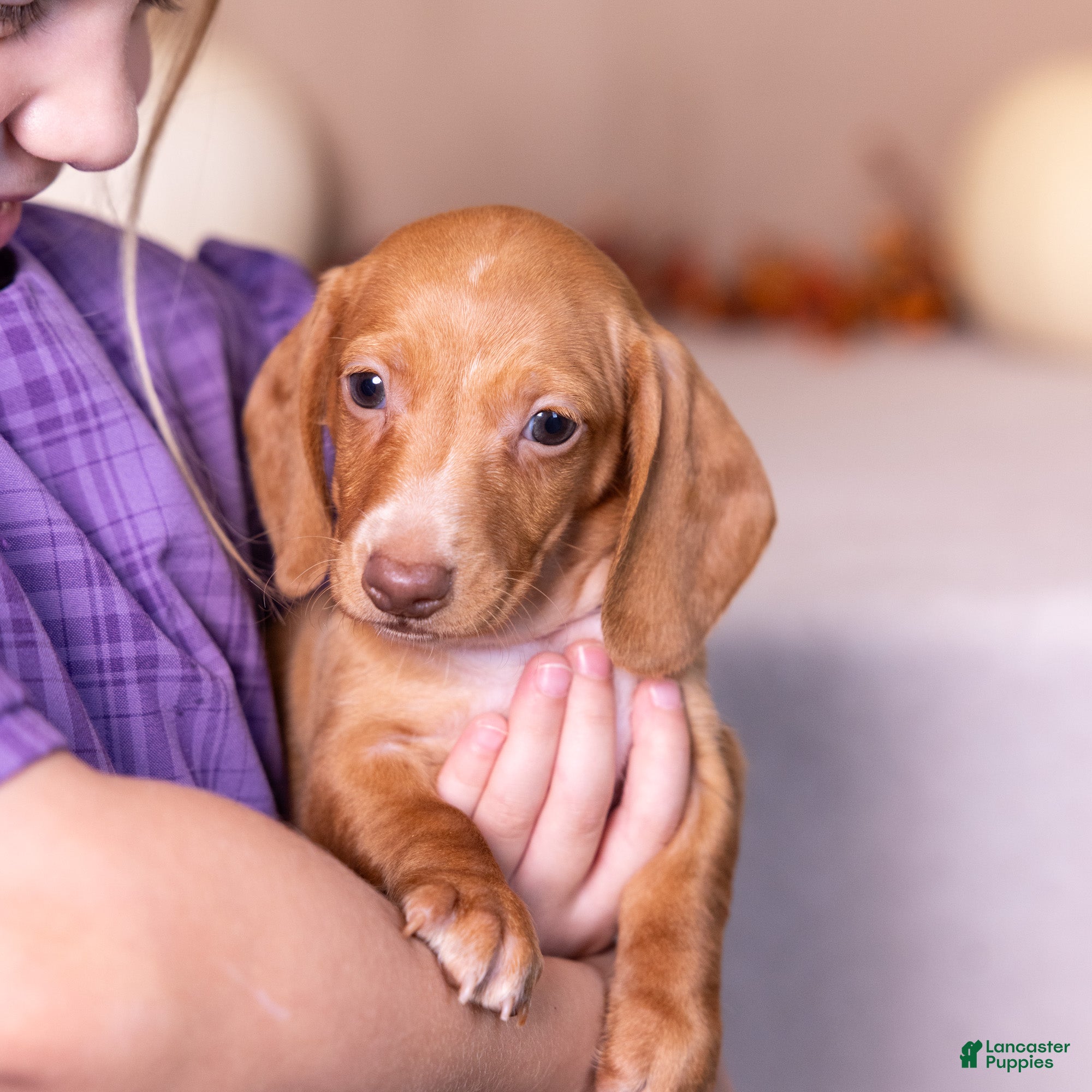 Miniature Dachshund dogs Clifford - Ad 2