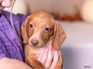Miniature Dachshund dogs Clifford - Ad 2