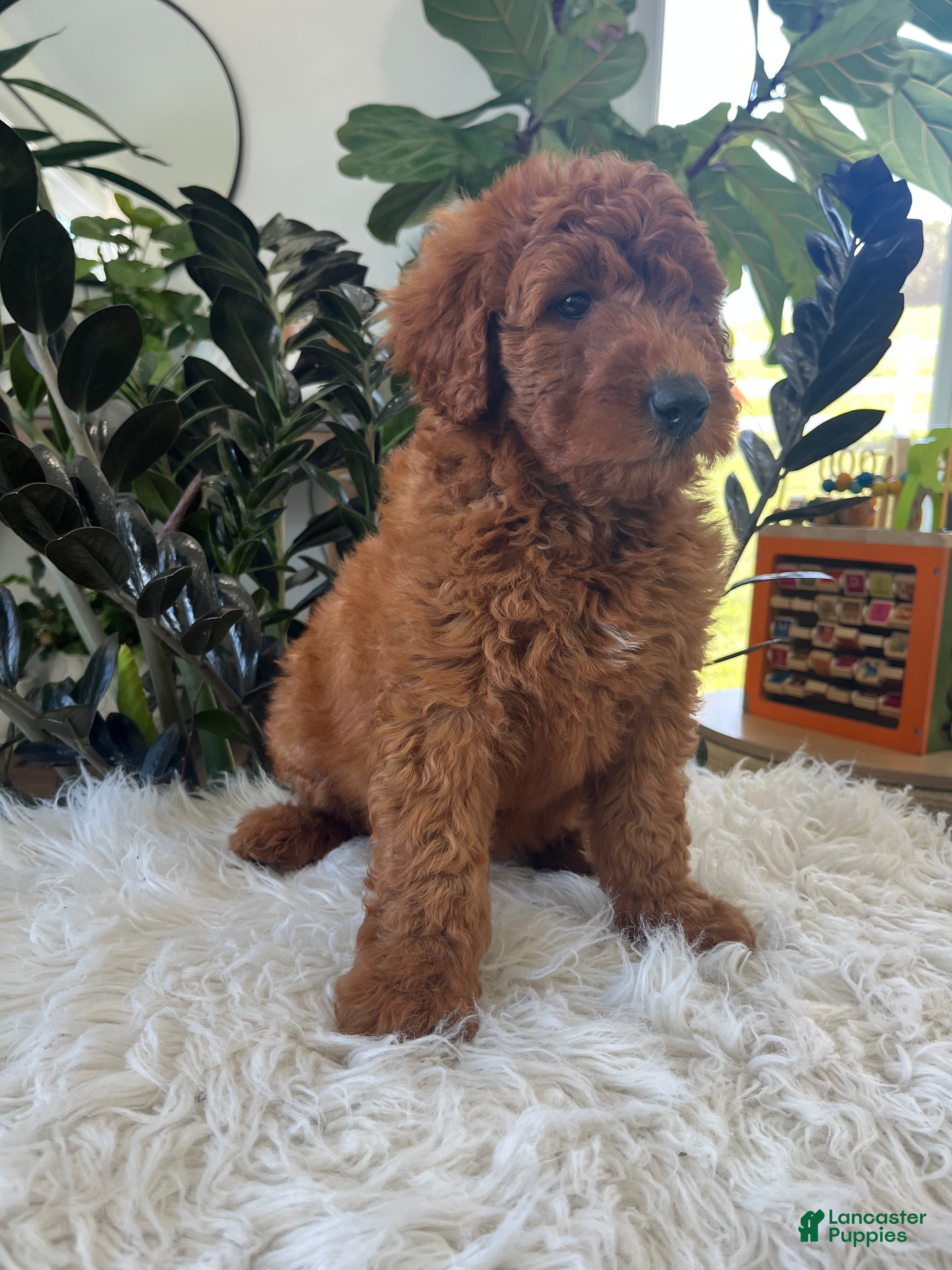 Mini Goldendoodle dogs Ava - Ad 2