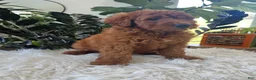 Mini Goldendoodle dogs for sale: Ava - Ad 2