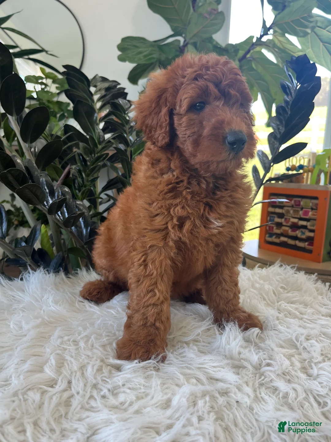 Mini Goldendoodle dogs for sale: Ava - Ad 2