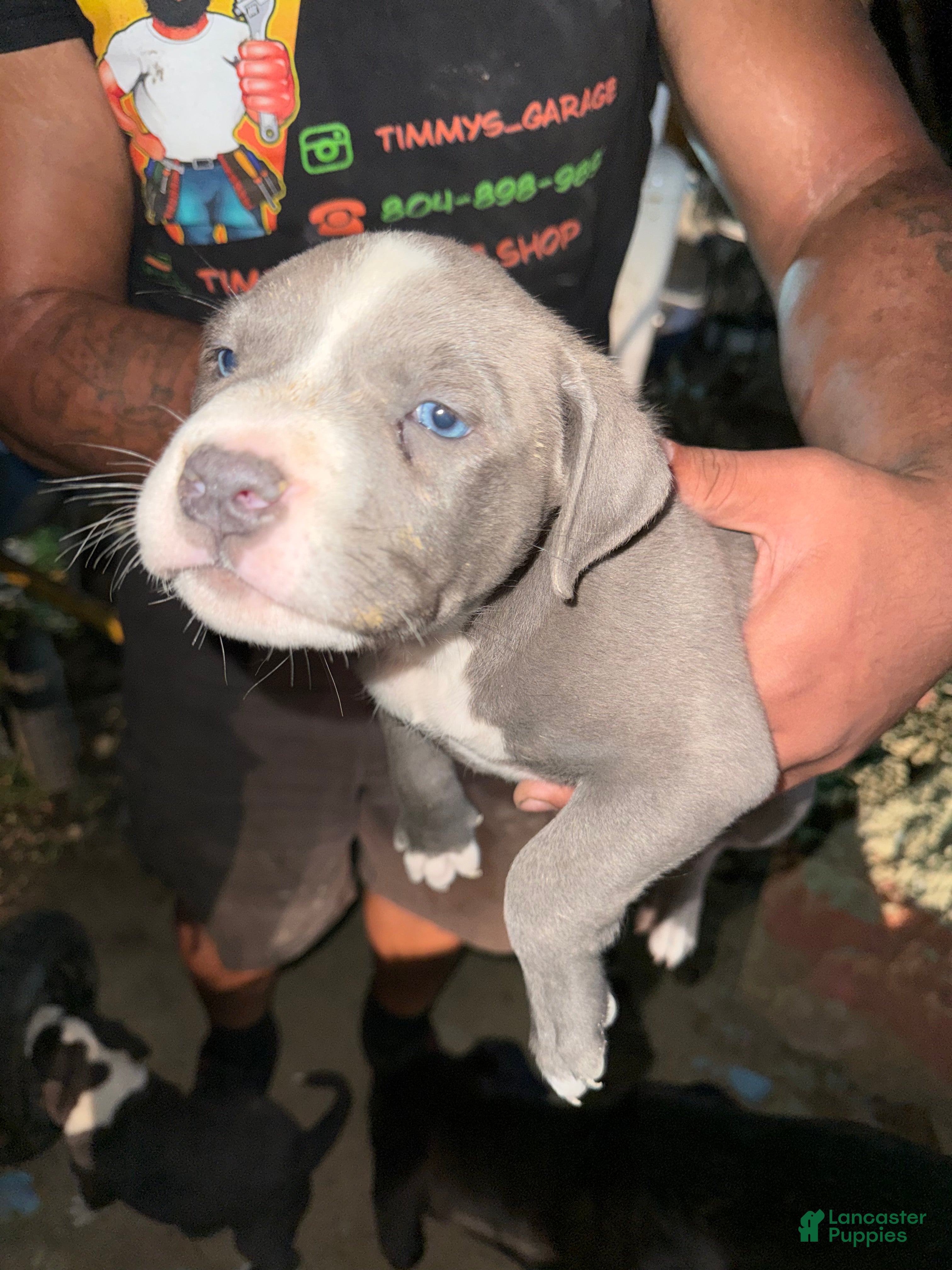 American Pit Bull Terrier dogs for sale: American Pit Bull Terrier Puppy 4 - Ad 4