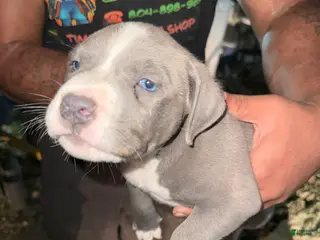 American Pit Bull Terrier dogs for sale: American Pit Bull Terrier Puppy 4 - Ad 4