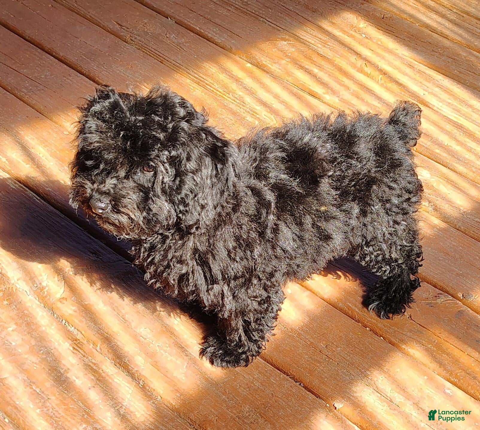 Miniature Poodle dogs for sale: Miniature Poodle 1 - Ad 10