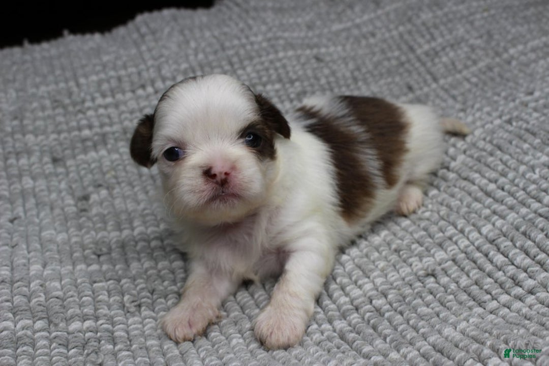 Shih Tzu dogs for sale: Spot - Ad 2