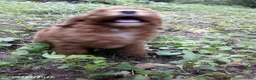 Cavapoo dogs for sale: Kimby - Ad 5