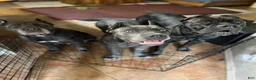 Cane Corso dogs for sale: Monte Carlo  - Ad 12