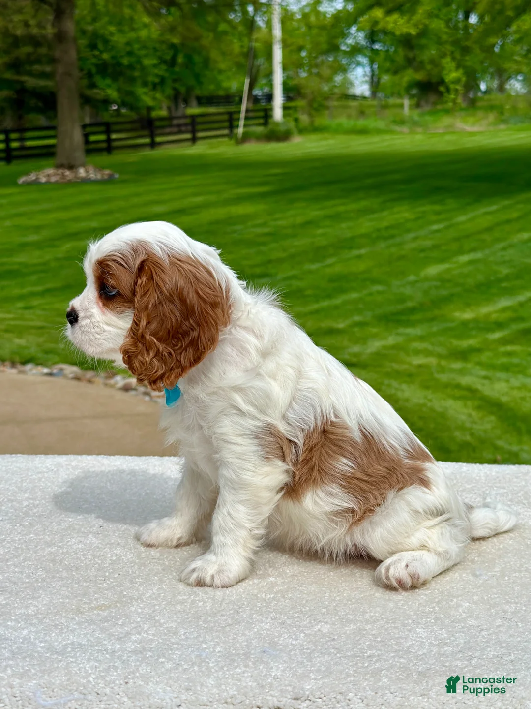 Cavalier King Charles Spaniel dogs for sale: Milo - Ad 2
