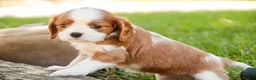 Cavalier King Charles Spaniel dogs for sale: Eddy - Ad 3