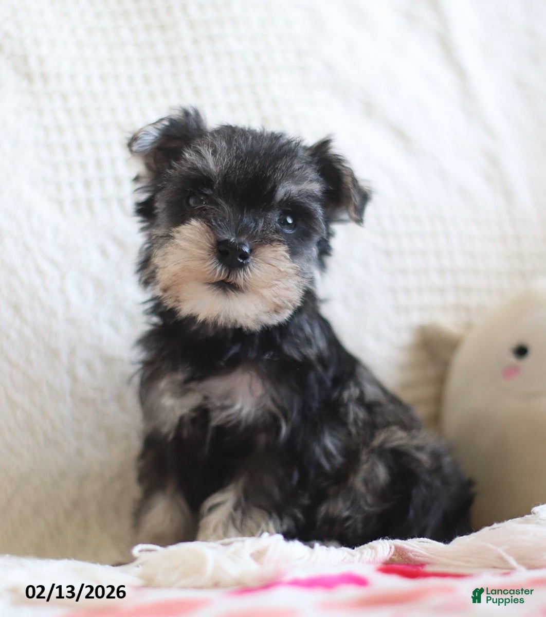 Miniature Schnauzer dogs Shania - Ad 13