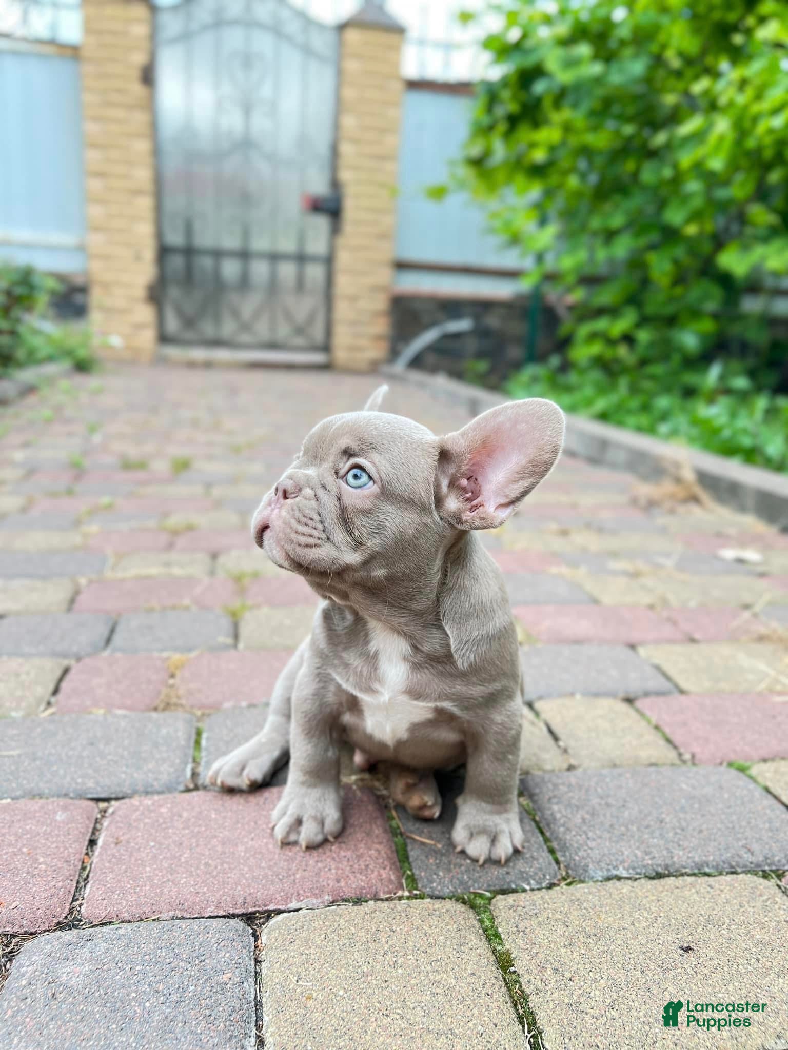 French Bulldog dogs Jimmy - Isabella Tan French Bulldog Puppy - Ad 22