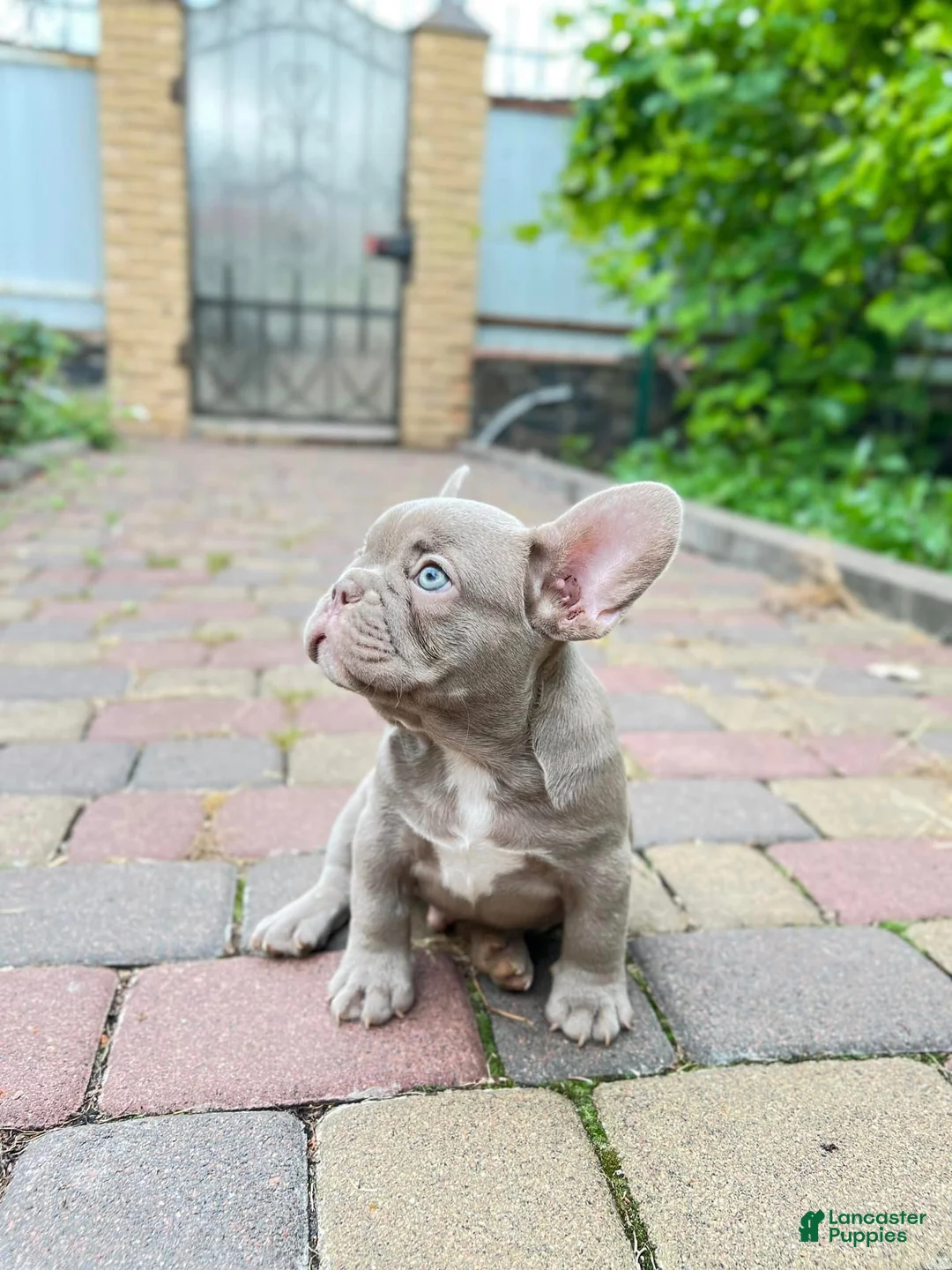 French Bulldog dogs for sale: Jimmy - Isabella Tan French Bulldog Puppy - Ad 1